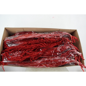 PF Amaranthus Hang Bordeaux Bs