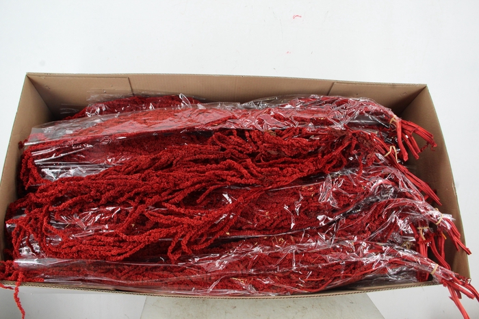 <h4>PF Amaranthus Hang Bordeaux Bs</h4>