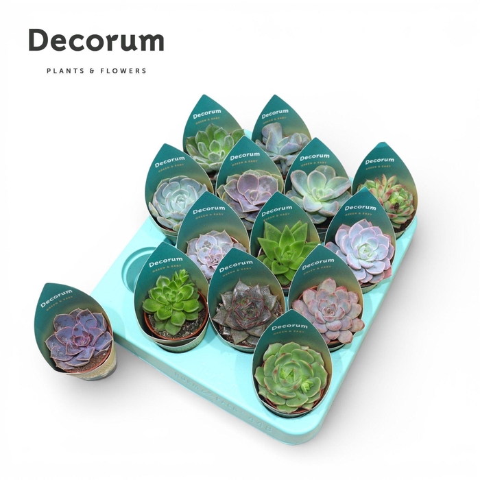 <h4>Echeveria Green & Easy</h4>