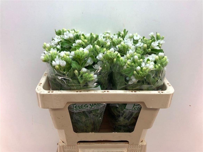 OXY CO PERF WHI HARM