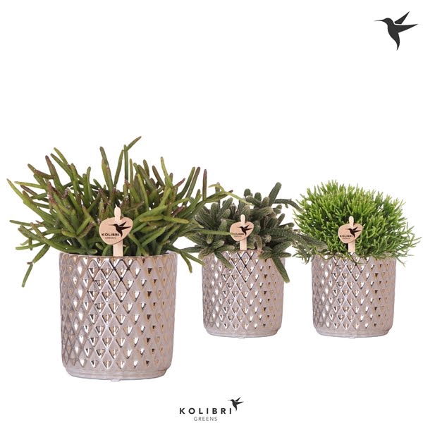 <h4>Kolibri Greens Rhipsalis mix in Diamond pot silver</h4>