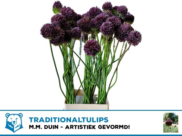 ALLIUM OV