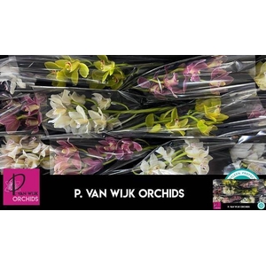 CYMB T GEM RONALD AMMERLAAN