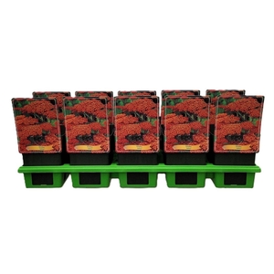 Achillea millefolium