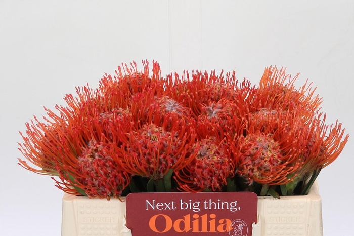 <h4>Nutans Tango</h4>