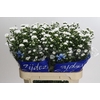 Aster Cassy