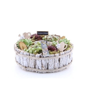 PTS2856 Arrangement Sempervivum in houten schaal