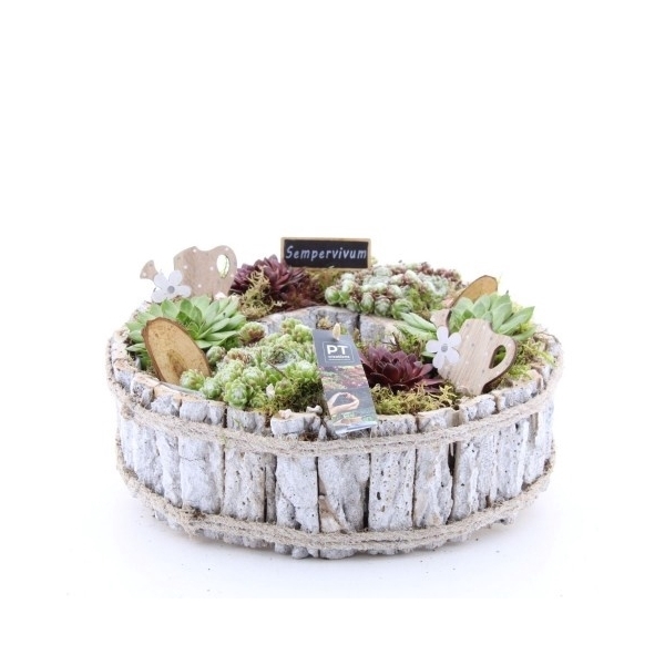 <h4>PTS2856 Arrangement Sempervivum in houten schaal</h4>