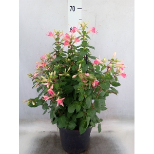 Fuchsia  'Walz Jubelteen'