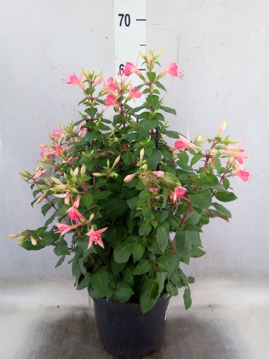 <h4>Fuchsia  'Walz Jubelteen'</h4>