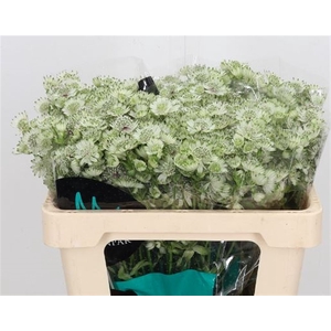 Astrantia Wit Billion Stars