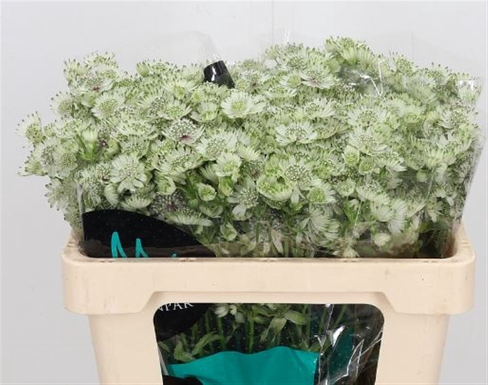 <h4>Astrantia Wit Billion Stars</h4>