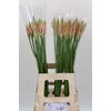 Nerine Vesta K