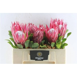 PROTEA CY MADIBA