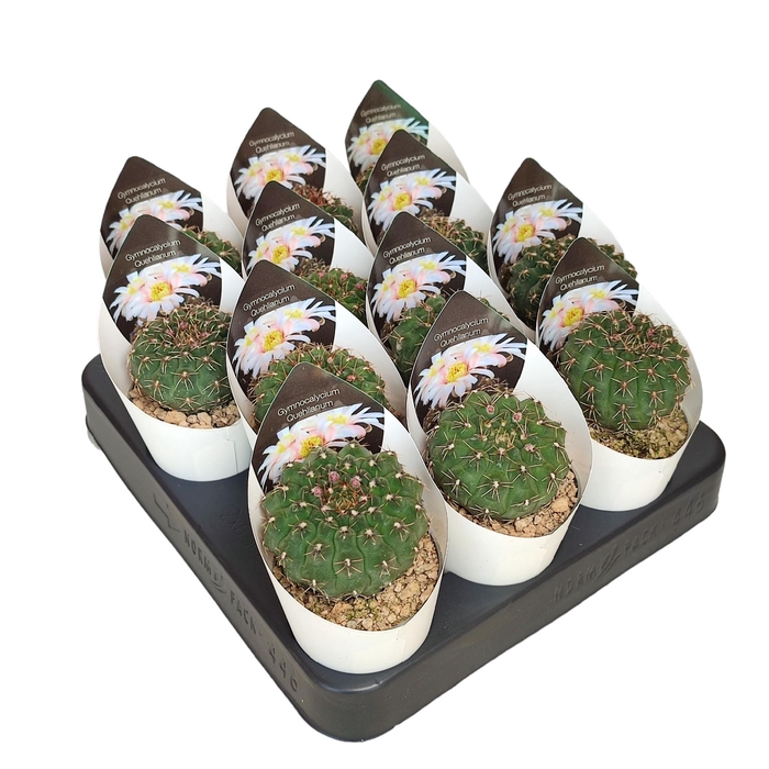 <h4>Gymno Jap Quehlianum Potcover</h4>