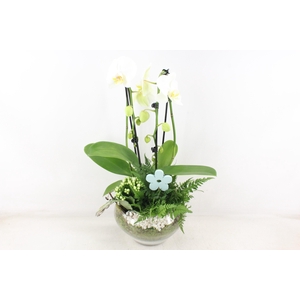 arr2 PL - Glas Olay phal wit