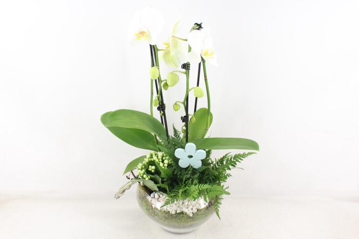 <h4>arr2 PL - Glas Olay phal wit</h4>