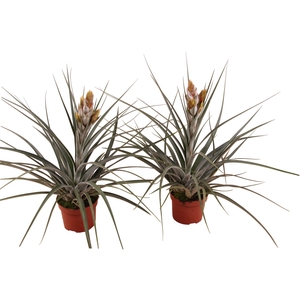 Tillandsia Fasiculata