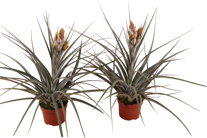 <h4>Tillandsia Fasiculata</h4>