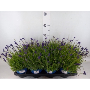 Lavandula angus. 'Hidcote'