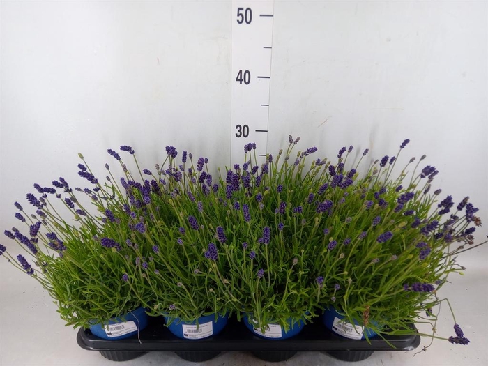 <h4>Lavandula angus. 'Hidcote'</h4>