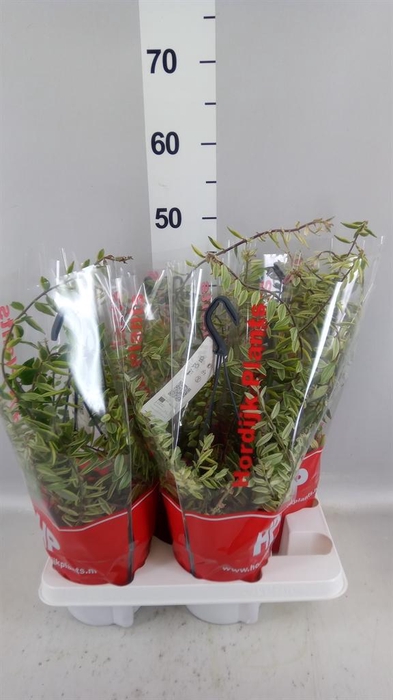 <h4>Aeschynanthus  'Bolero Bicolore'</h4>