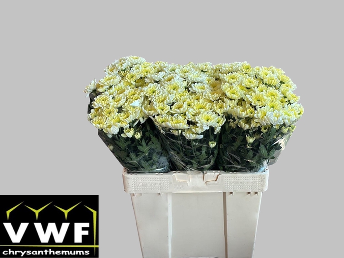 <h4>CHR T ALTAJ CREAM</h4>