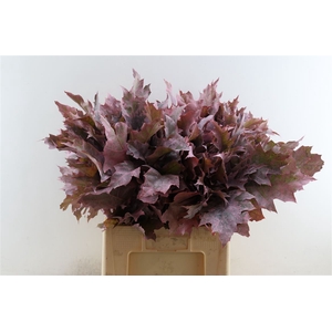 Quercus Rubra Frosted L Pink