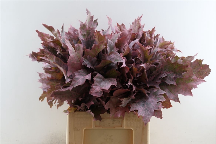 <h4>Quercus Rubra Frosted L Pink</h4>