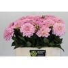 Dahlia Princess Kate