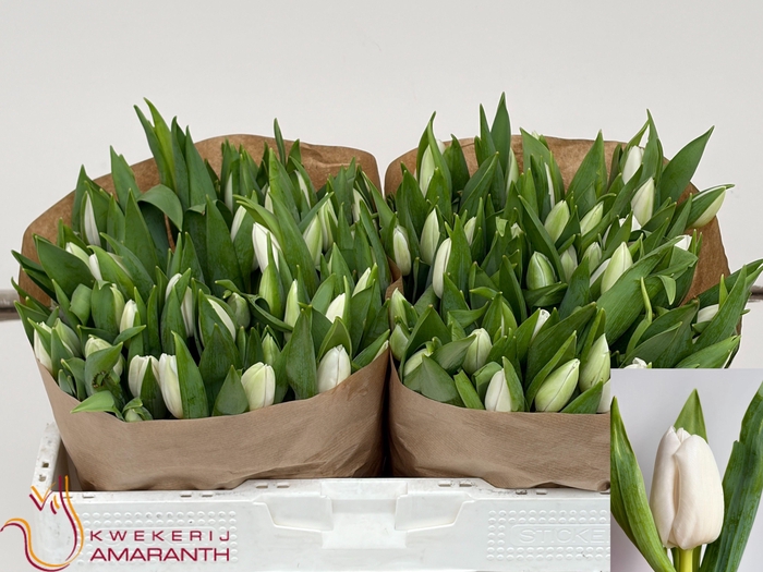 <h4>TU EN MOUNT COOK</h4>