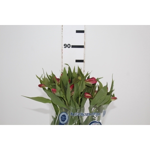 ALSTROEMERIA ALYNA 080 CM