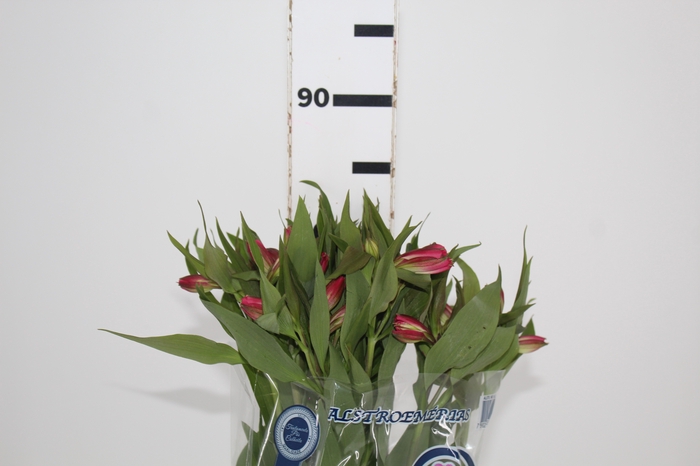 <h4>ALSTROEMERIA ALYNA 080 CM</h4>