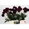 Dahlia Black Lars