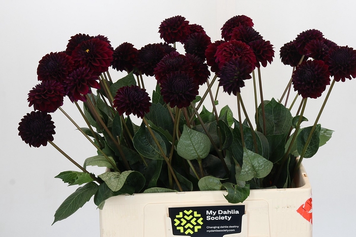 <h4>Dahlia Black Lars</h4>