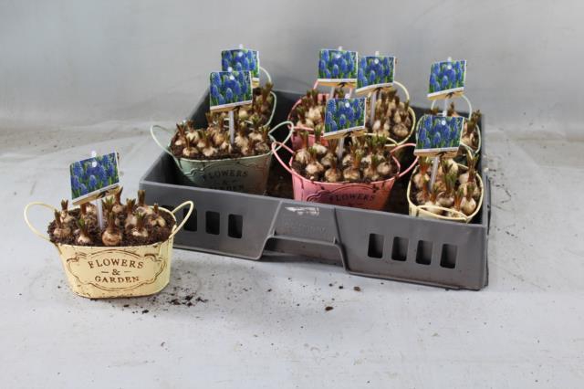 Arr Muscari klein zink teiltje