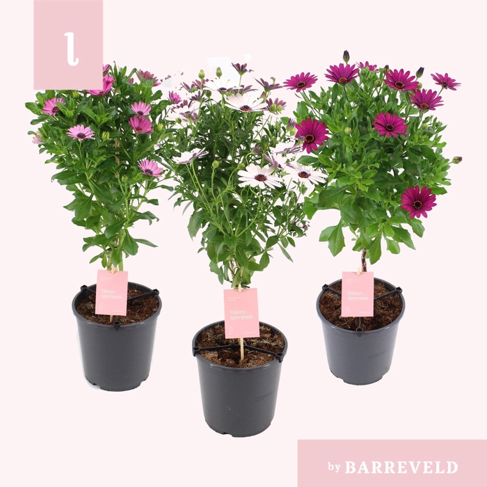 <h4>Osteospermum</h4>