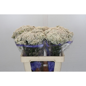 Ozothamnus Cooks Snow White