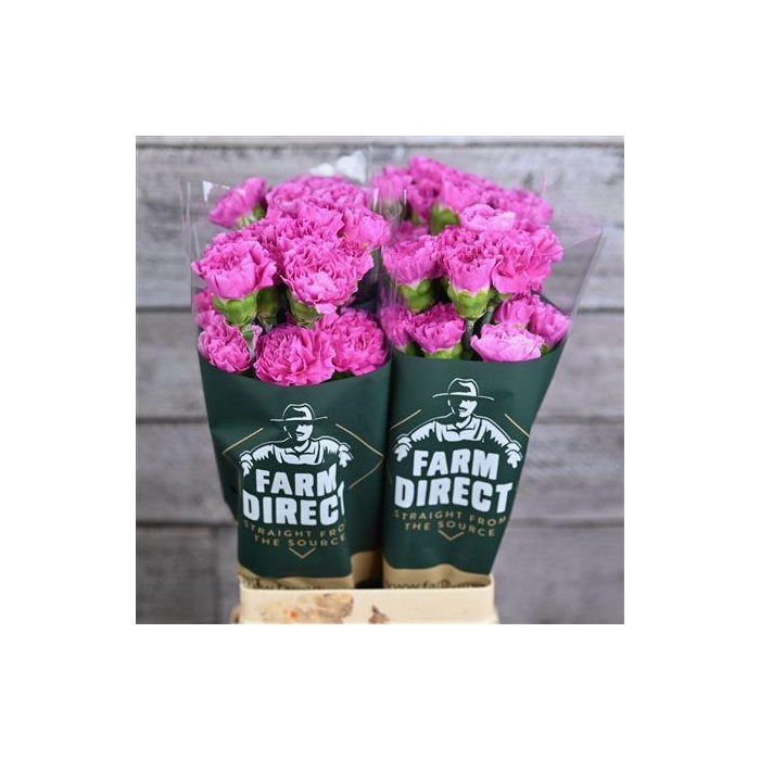 <h4>Di St Haiku</h4>