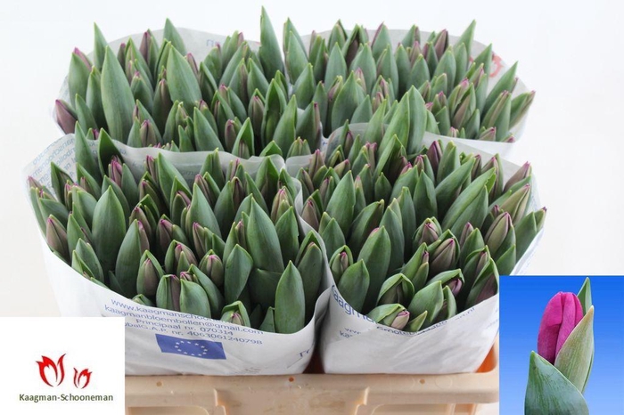 <h4>Tulipa si roeska</h4>