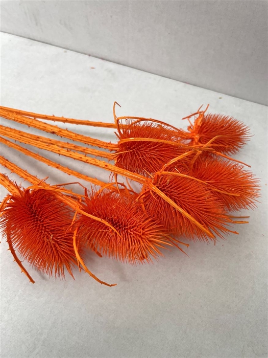 Dried Echinops Bleached Orange (8st P Bunch)