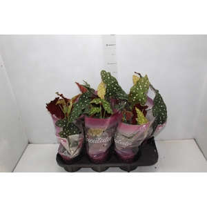 BEGONIA MACULATA P13 PO