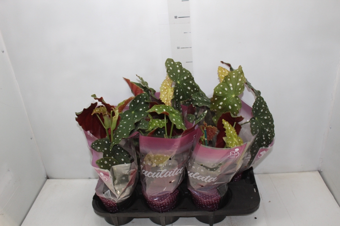 <h4>BEGONIA MACULATA P13 PO</h4>