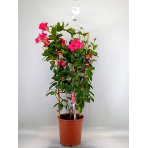 Mandevilla sand. 'SumStar Pink'