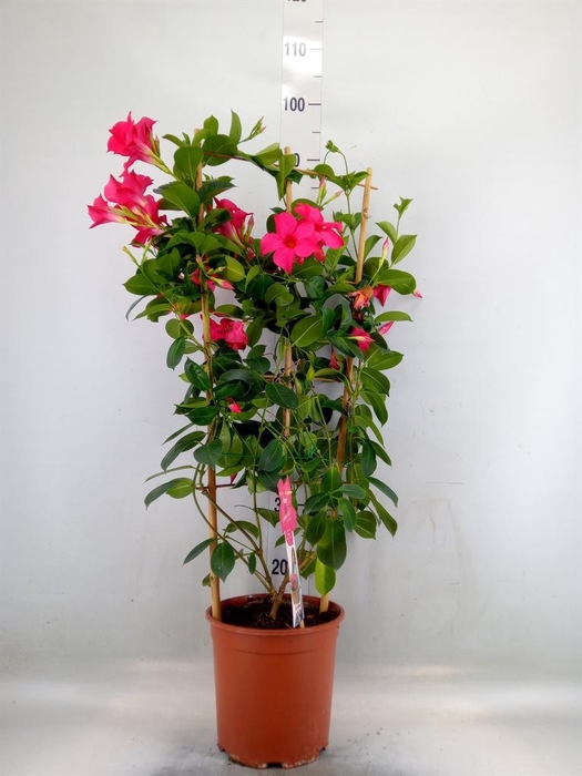 <h4>Mandevilla sand. 'SumStar Pink'</h4>