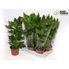 Fatsia Ov