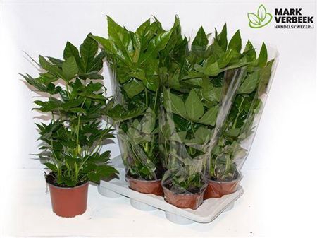 <h4>Fatsia Japonica</h4>