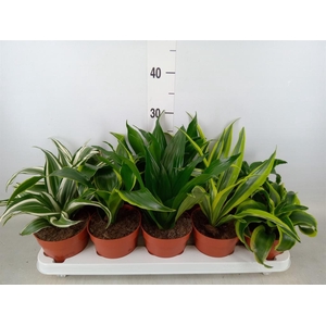Dracaena ...mix