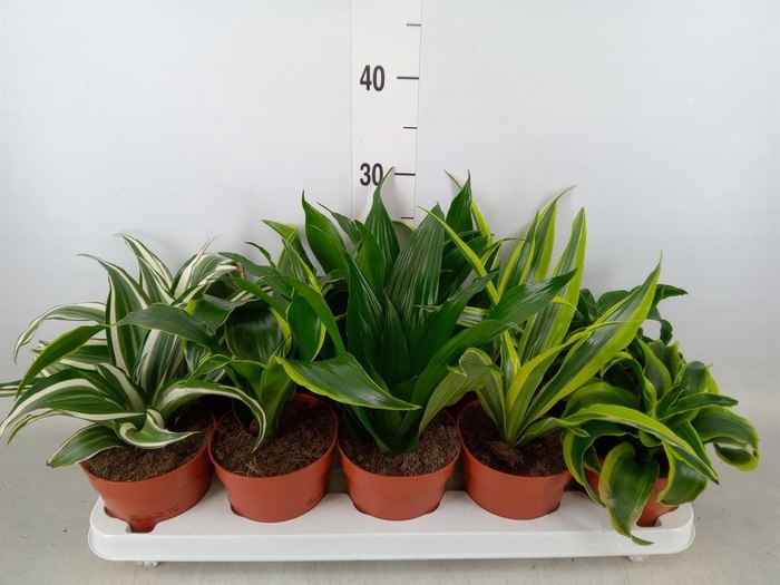 <h4>Dracaena   ...mix</h4>