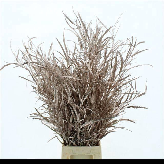 <h4>DECORGROEN KLB BS H%</h4>